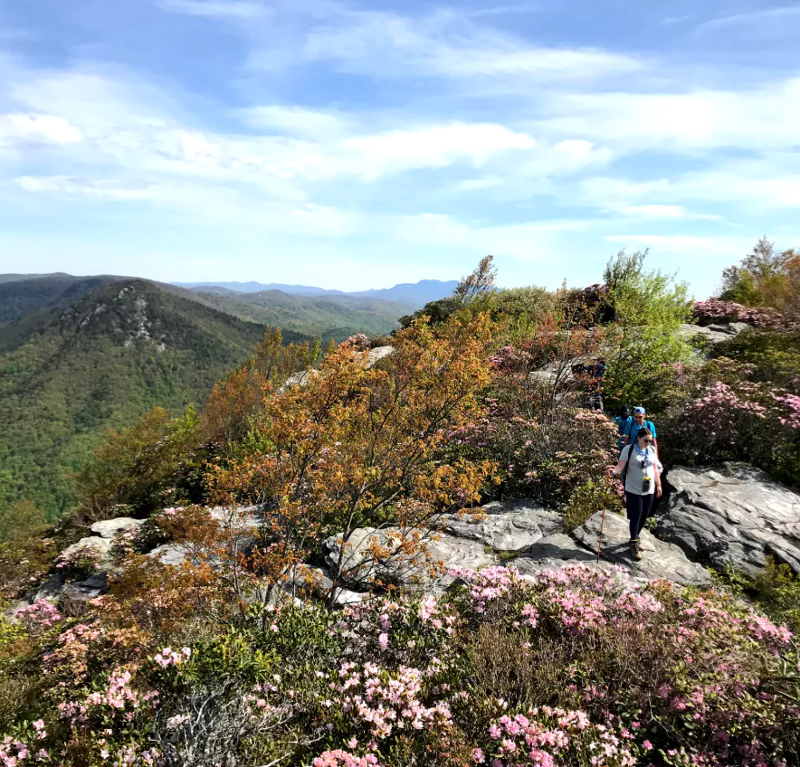 The image captures a scenic mountain vista with hikers traversing a rocky trail adorned with vibrant pink rhododendrons. Lush green forests cover the rolling hills in the background, leading to distant mountain peaks under a partly cloudy sky. The foreground features a mix of trees with budding leaves, adding a touch of spring to the landscape.